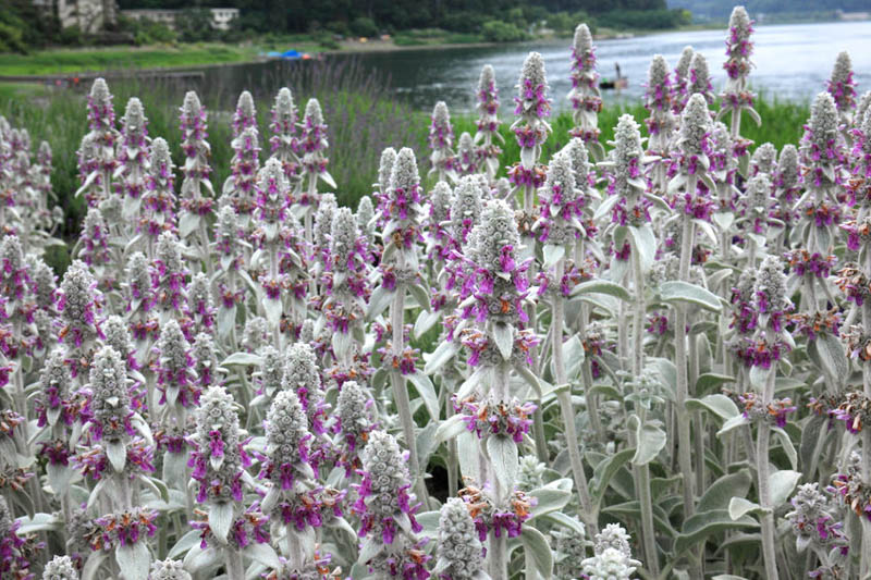 Stachys byzantina (Lamb's Ear): Uses, Design Ideas, Care Guide