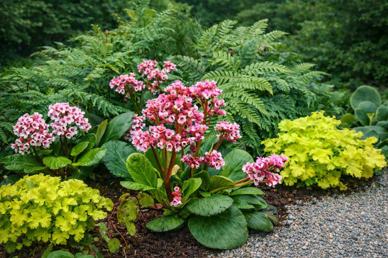 Heartleaf Bergenia (Bergenia cordifolia): Uses, Varieties, Care