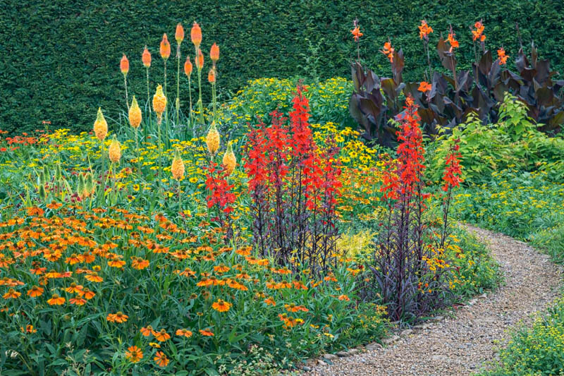 Canna 'Wyoming', Devon, Helenium 'Waltraut', Kniphofia uvaria 'Nobilis' and Lobelia cardinalis 'Bee's Flame'