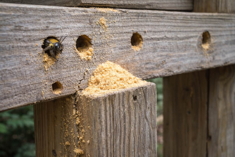 Carpenter Bee holes, Carpenter Bee signs