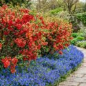 Garden Ideas, Landscaping ideas, Hedges ideas, Plant combination ideas, Borders ideas, Chaenomeles japonica (Quince) and veronica (speedwell)