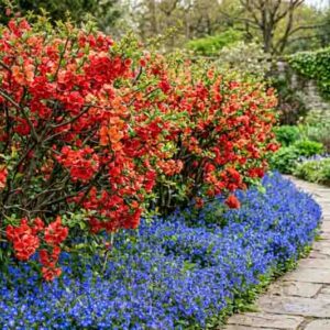 Garden Ideas, Landscaping ideas, Hedges ideas, Plant combination ideas, Borders ideas, Chaenomeles japonica (Quince) and veronica (speedwell)