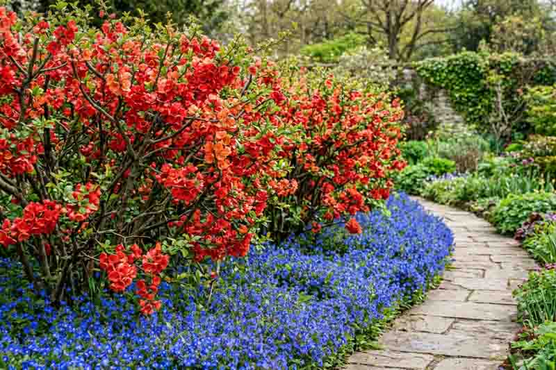 Garden Ideas, Landscaping ideas, Hedges ideas, Plant combination ideas, Borders ideas, Chaenomeles japonica (Quince) and veronica (speedwell)