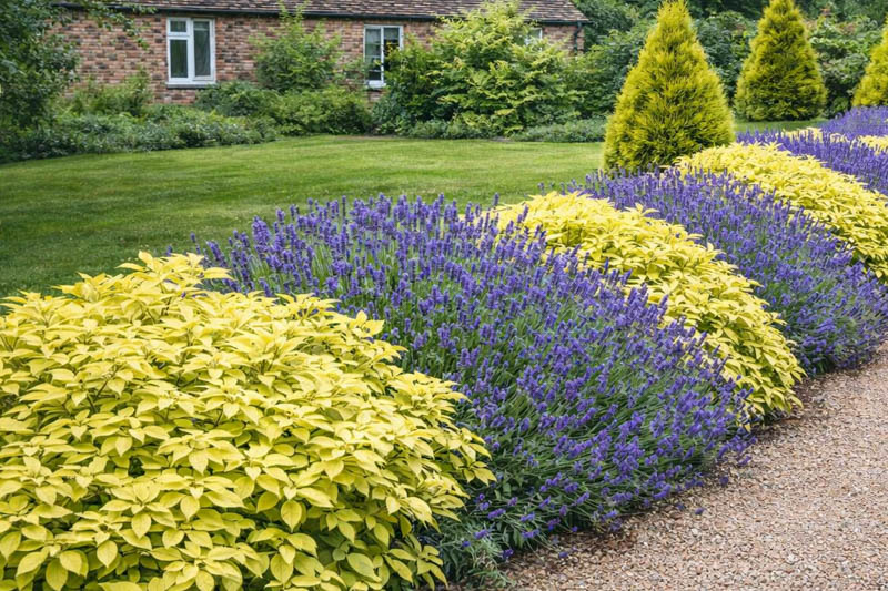 Choisya, lavender border path