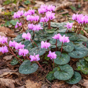 Cyclamen Coum, Persian Violet, Sowbread, Eastern Cyclamen, Round-Leaved Cyclamen, early flowering bulb, winter bulb, Pink flowering bulb, White flowering bulb