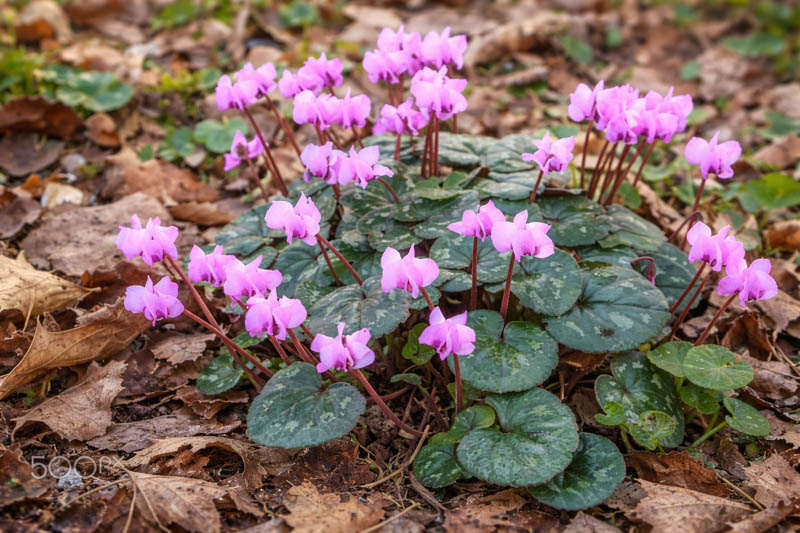 Cyclamen coum (Persian Violet): Uses, Design Ideas, Care