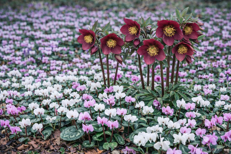Cyclamen coum (Persian Violet): Uses, Design Ideas, Care