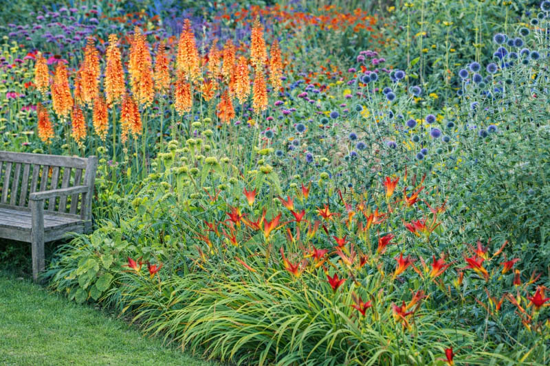 Echinacea purpurea, Hemerocallis 'Stafford' Phlomis russeliana, Kniphofia 'Timothy' and Verbena bonariensis