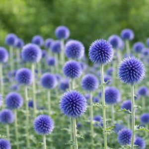 Globe thistle Veitch's Blue, Globe Thistle 'Veitch's Blue', Echinops bannaticus 'Veitch's Blue', Echinops 'Veitch's Blue', Echinops 'Veitch's Dwarf Blue', Blue perennials, drought tolerant plants, low maintenance plants, Veitch's blue echinops