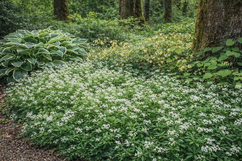 Galium odoratum, epimedium, hota in a woodland garden