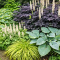 Shade garden with Hakone, Hosta Francee, Hosta Halcyon, Tiarella