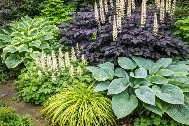 Хоста Halcyon в композиции с другими теневыносливыми растениями