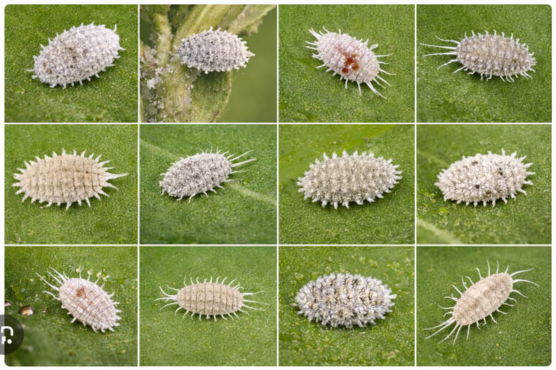 Mealybugs, mealy bugs, how to get rid of mealybugs