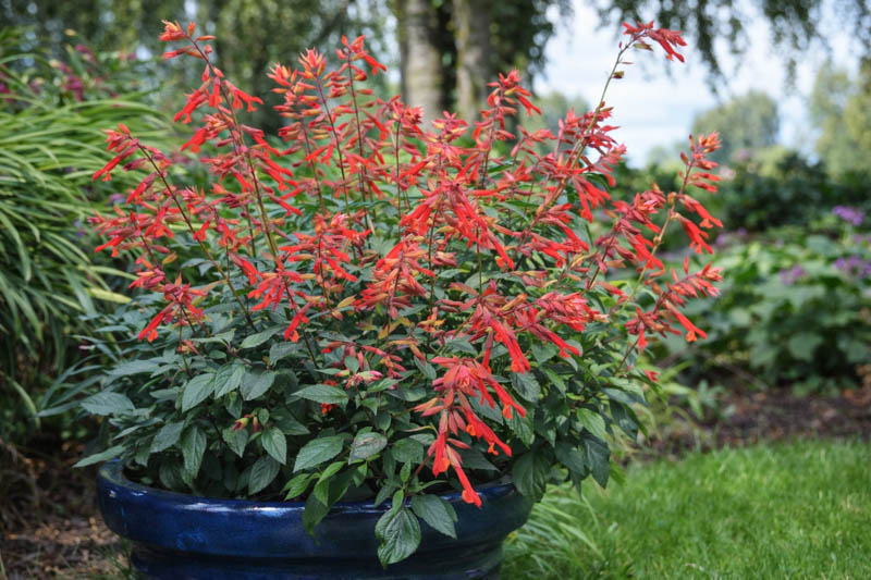 Salvia Ember's Wish (Sage): Uses, Design Ideas, Care Guide