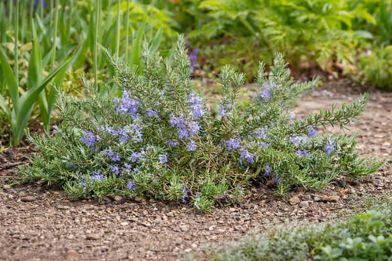 Creeping Rosemary (Salvia rosmarinus): Uses, Design Ideas, Care