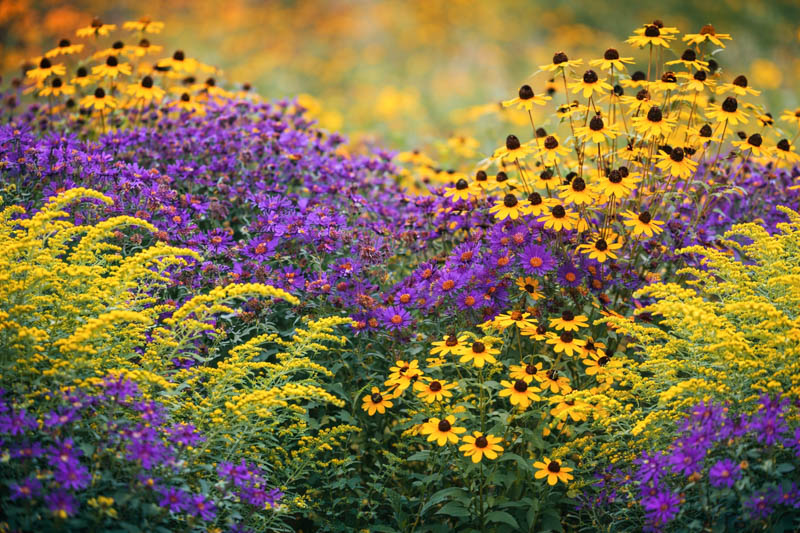 solidago, aster, rudbeckia in a fall garden