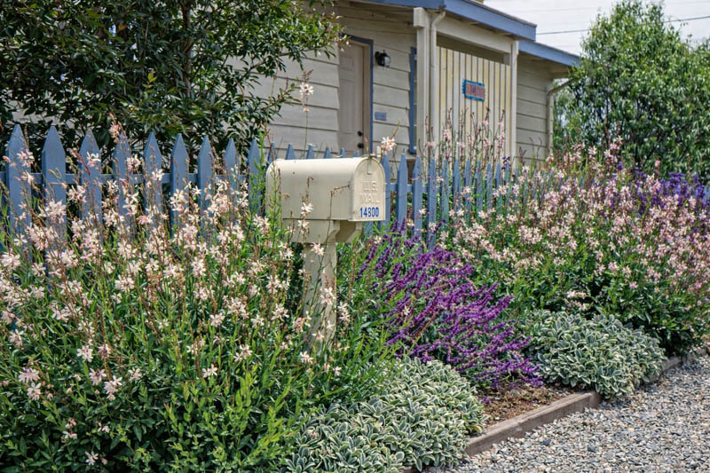 chicory plant uses Chicory – MIgardener