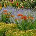 Summer garden idea with Anthemis tinctoria, Crocosmia, Kniphofia and Perovskia