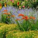 Summer garden idea with Anthemis tinctoria, Crocosmia, Kniphofia and Perovskia