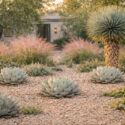 Desert garden with Yucca rostrata, Agave parryi, lantana montevidensis, Mulhenbergia capillaris