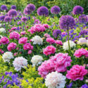 Spring garden with paeonia lactiflora Alexander Fleming and Duchesse de Nemours, alchemilla mollis, geranium magnificum, allium Purple Sensation
