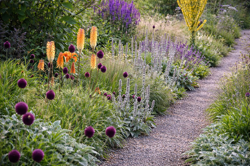 Allium sphaerocephalon (Drumstick Allium): uses, Design, Care