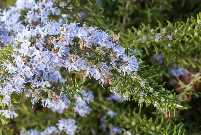 Creeping Rosemary (Salvia rosmarinus): Uses, Design Ideas, Care