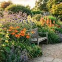 Echinacea purpurea, Hemerocallis 'Stafford' Phlomis russeliana, Kniphofia 'Timothy' and Verbena bonariensis