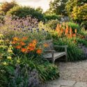 Echinacea purpurea, Hemerocallis 'Stafford' Phlomis russeliana, Kniphofia 'Timothy' and Verbena bonariensis