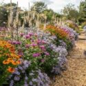 Garden Ideas, Border ideas, Perennial Planting, Perennial combination, Sneezeweed Waltraut, Helenium Waltraut, Monarda, Bee Balm, Culver's Root, Veronicastrum Virginicum, Late summer perennial