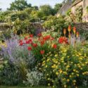 Summer garden idea with Anthemis tinctoria, Crocosmia, Kniphofia and Perovskia