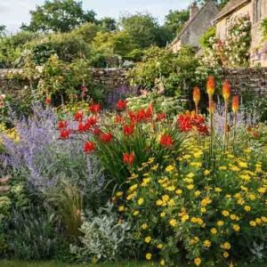 Summer garden idea with Anthemis tinctoria, Crocosmia, Kniphofia and Perovskia