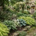 Shade garden with Hakone, Hosta Francee, Hosta Halcyon, Tiarella