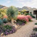 Desert garden with Yucca rostrata, Agave parryi, lantana montevidensis, Mulhenbergia capillaris