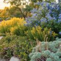 Native garden with Ceanothus thyrsiflorus, Solidago canadensis , Arctostaphylos uva ursi, Sedum spathulifolium