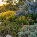 Native garden with Ceanothus thyrsiflorus, Solidago canadensis , Arctostaphylos uva ursi, Sedum spathulifolium