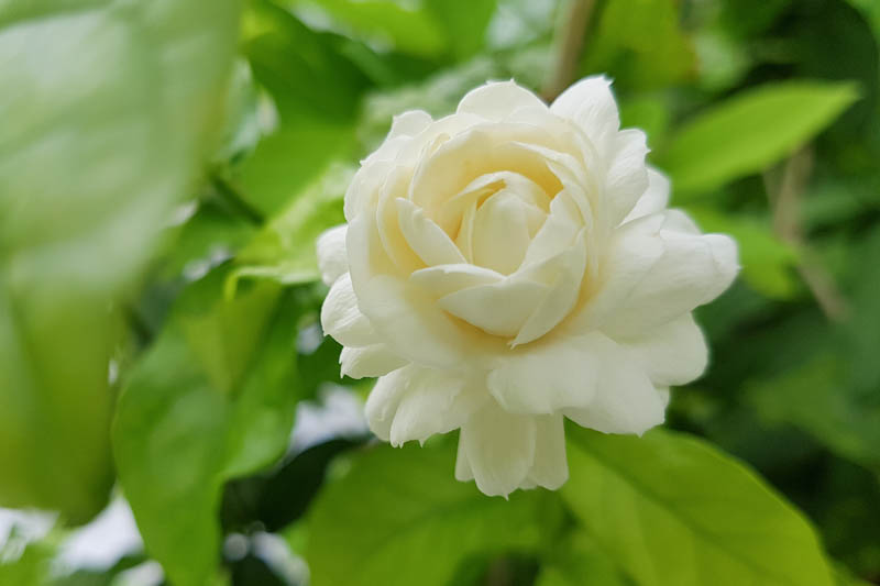 Arabian Jasmine Duke of Tuscany, Jasminum Sambac bud - jasmine, closed up, selective focus