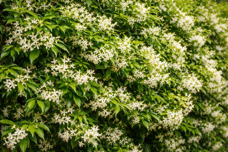 Asiatic Jasmine Plant - Care and Growing Tips
