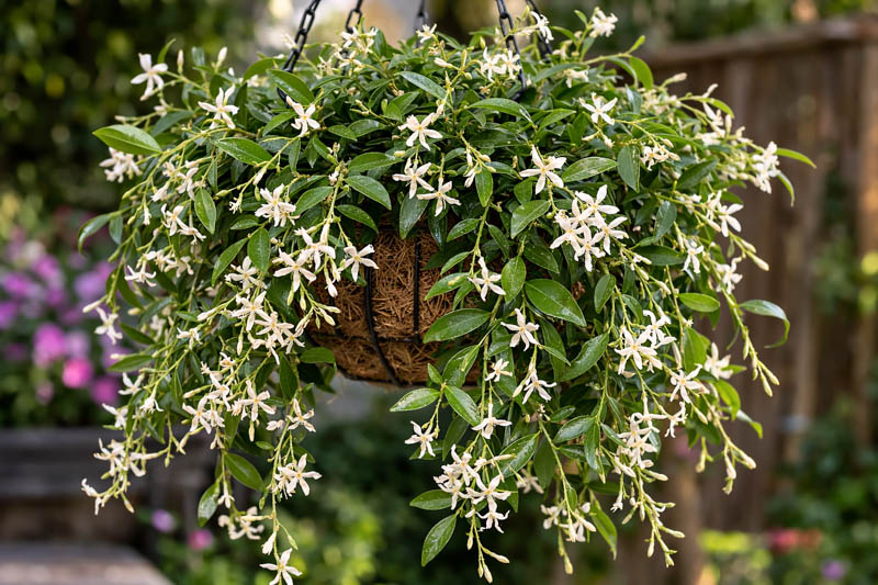 Asiatic Jasmine (Trachelospermum asiaticum) Guide