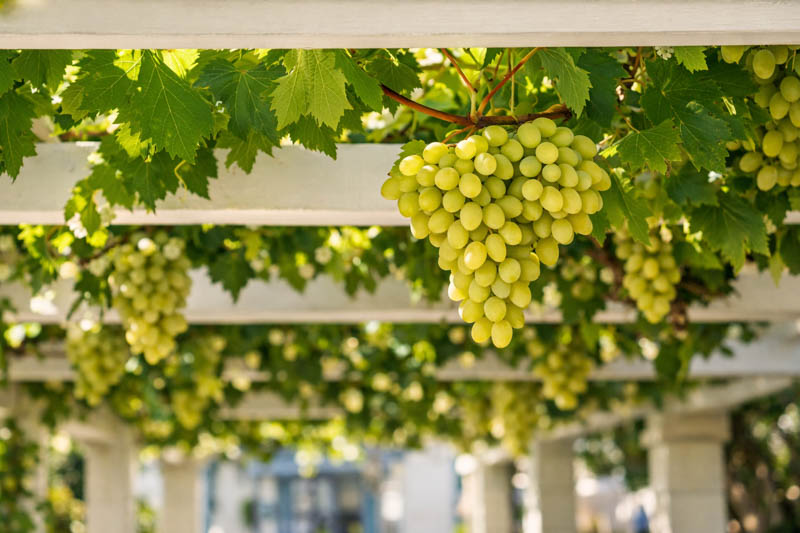 Growing Grapes at Home: Plant, Prune, Harvest