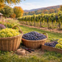 Best Grapes for Zone 5, Autumn harvest at the vineyard
