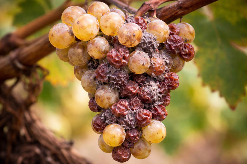 Botrytis Bunch Rot on Grapes