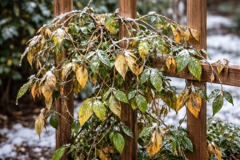 Does Jasmine Die Back in Winter?