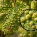 Grape Phylloxera, What Gardeners Should Know