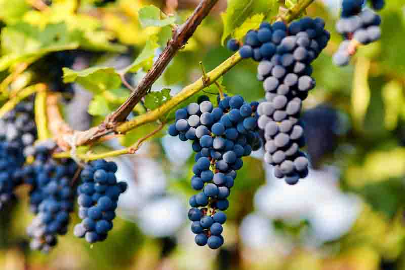 Ripe Marquette grapes on the vine