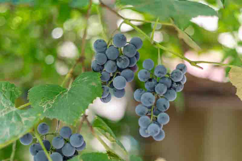 Petite Pearl grapes in autumn light
