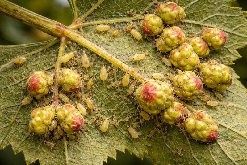 Grapevine leaves with phylloxera infestation