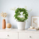 Growing Jasmine Indoors - The Complete Guide