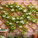 How to Train Jasmine on a Trellis, Growing Jasmine on a trellis