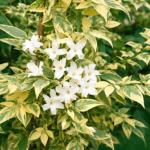 Variegated Jasmine, Jasmine ‘Aureovariegatum’, Jasminum Officinale ‘Aureovariegatum’, Jasminum Officinale ‘Aureum’, Jasminum Officinale Var. Aureovariegatum